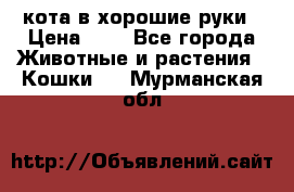 кота в хорошие руки › Цена ­ 0 - Все города Животные и растения » Кошки   . Мурманская обл.